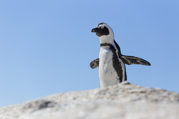 Penguin on a rock is trying to fly
