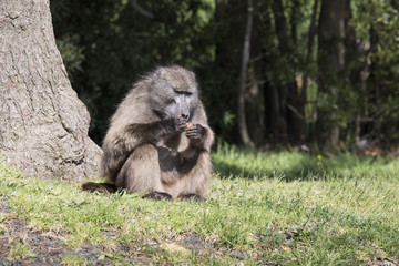 sitting baboon eats