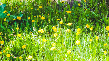 Glade of yellow dandelions, summer meadow, green grass.