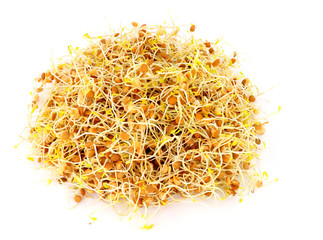 Four day old sprouting lentils for use in salads and stir fry meals