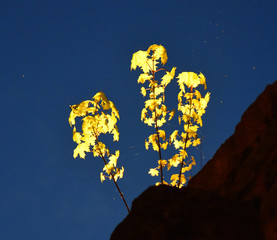 Leuchtender Ahornzweig beleuchtet vor tiefblauem Nachthimmel