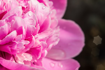 pink flower peony macro