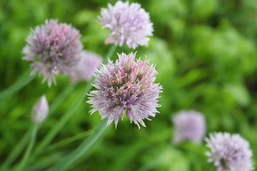 Chives plant in bloom in the vegetable garden. Pink flowers