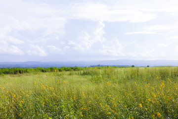 Fototapeta premium Soft focus of Yellow field under blue sky