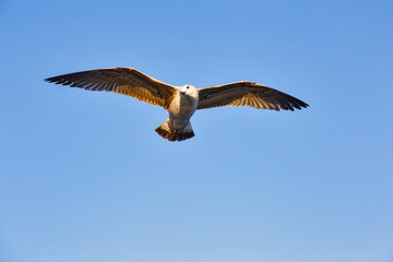 One seagull gliding in the sky