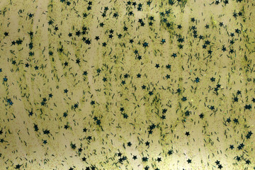 Green shiny textured Glitter paint with star sequins