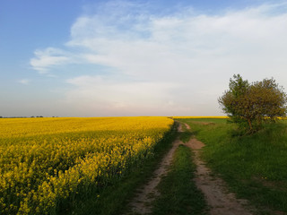 Sandy road in a field with flowers.