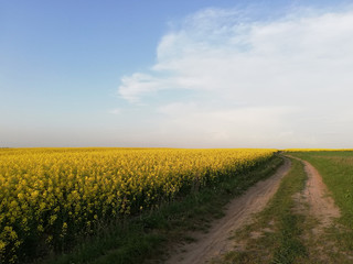 Fototapeta na wymiar Sandy road in a field with flowers.