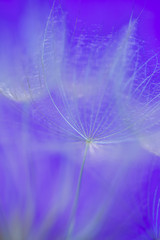 dandelion flower close up 