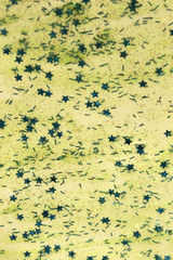 Green shiny textured Glitter paint with star sequins