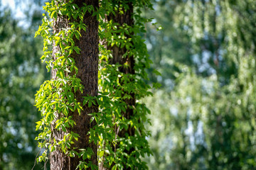 Fototapeta na wymiar Close-up of ivy on tree trunks