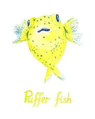 Pufferfish (Tetraodontidae, Blowfish, Globefish), hand painted watercolor  illustration with handwritten inscription