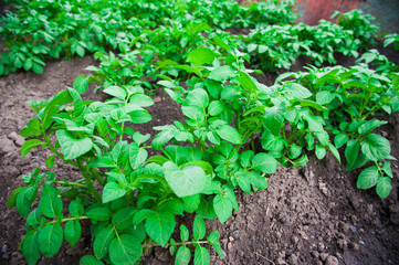 Potato plants field