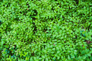 Forest Soil with Grass