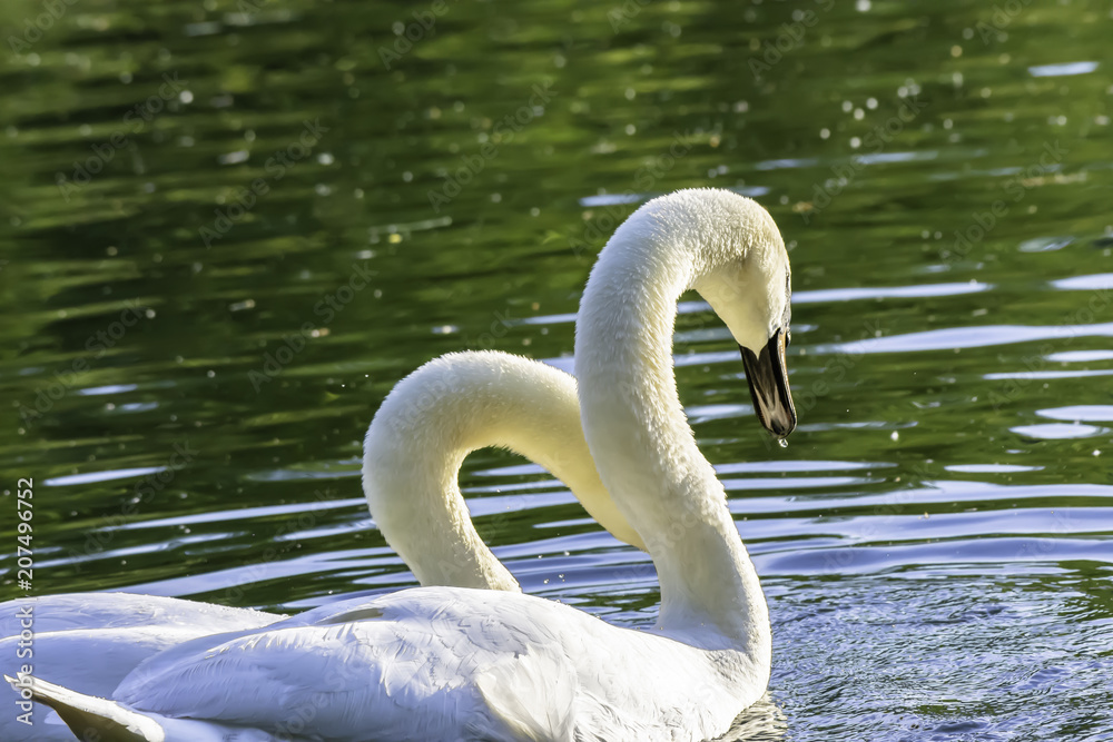 Wall mural pair of swans