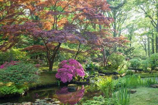 Japanese garden (Clingendaen) is spectacular public park in The Hague city