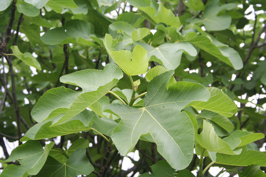 Detail of Fig tree branch in summer. Common fig tree