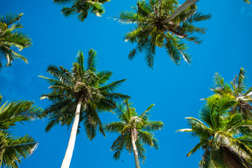 Obraz na płótnie Canvas scenery view tropical beach with palm tree and sky background