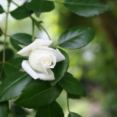 Beautiful white roses in bloom in the garden. Selective focus.
