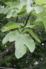 Detail of Fig tree branch in summer. Common fig tree