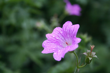 Malva sylvestris. Beautiful pink flower in the garden covered by rain drops