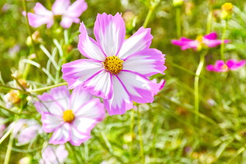 beautiful flowers