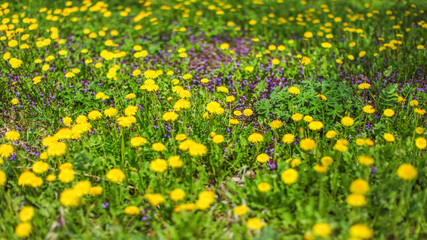 Shallow depth of field shot - spring meadow with yellow dandelions and blurred purple flowers in background. Abstract spring background.