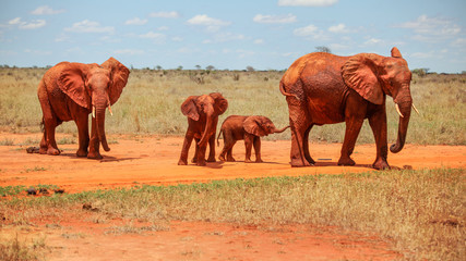 Family of four African elephants (Loxodonta africana) red from dust, walking on flat landscape on a hot day. Tsavo East National Park, Kenya