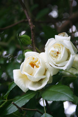 Beautiful white roses in bloom in the garden. Selective focus.