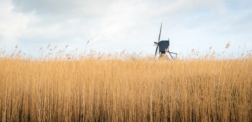Wooden hollow post mill projecting above the reed