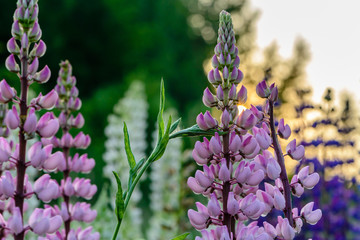 Close-up with pink lupines