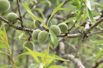 young green almond fruits growing on almond tree, Mallorca, Spain, Espana