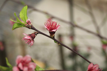 pink flowers blooming on fruit tree during spring, Mallorca, Spain, Espana