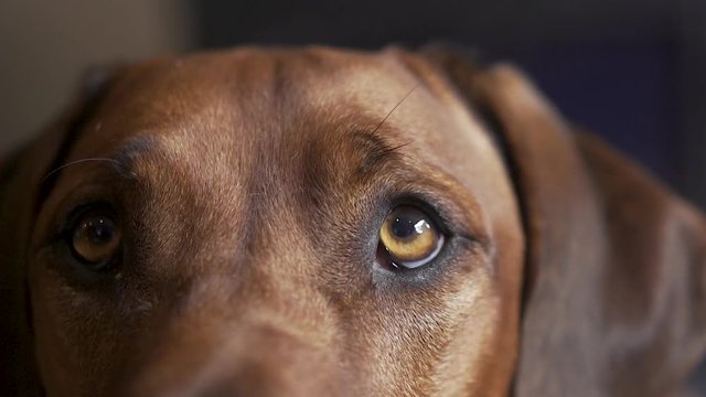 Slow motion close up of a dog looking at the camera