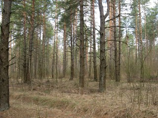 forest