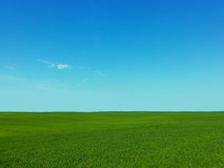 Fototapeta na wymiar Beautiful green field and blue sky.