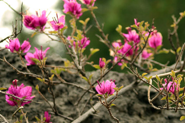 pink Bougainvillea flowers growing wild on a hiking trail in Deia, Mallorca, Spain, Espana