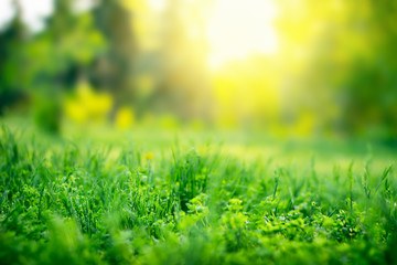 Green grass background with copy space