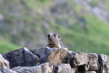 Europäisches Murmeltier