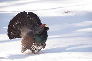 Tetrao urogallus (mating display)