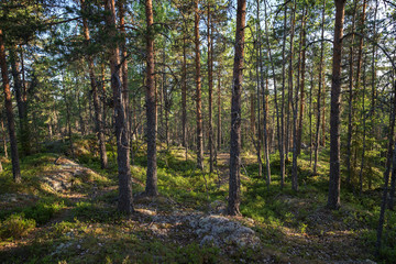 Fototapeta na wymiar Trees and plants in a lush, verdant and hilly pine forest on a sunny morning in the summertime in Sastamala, Southern Finland.