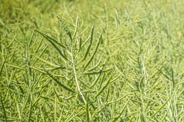 background of green large canola pods stuffed with beans