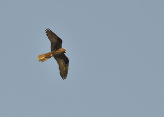 Eleonora's Falcon (Falco eleonorae), Greece