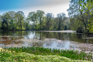 Trees by the lake