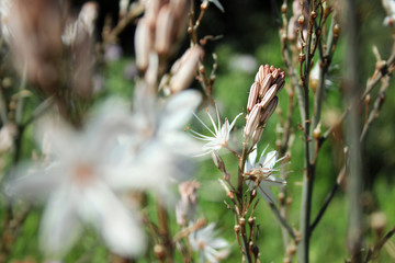 Asphodelus with white flowers blooming around Mallorca, Spain, Espana