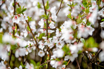 Natural background of branches with white flowers
