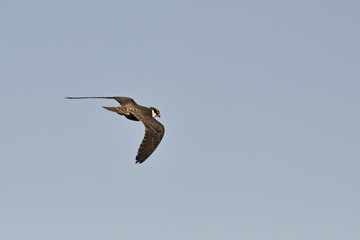 Eurasian Hobby (Falco subbuteo), Greece