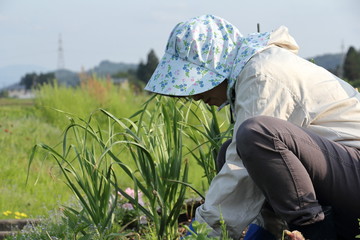農作業をする女性　畑で草むしり