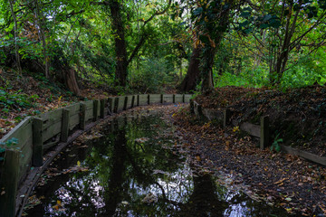Stream in the forest