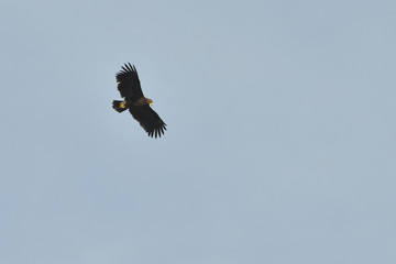 Obraz premium Greater Spotted Eagle (Clanga clanga), Greece